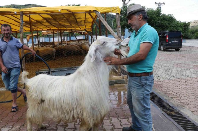 Kurban pazarının gözdesi 1,3 tonluk tosun