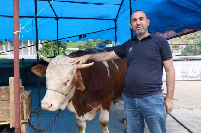 Kurban pazarının gözdesi 1,3 tonluk tosun