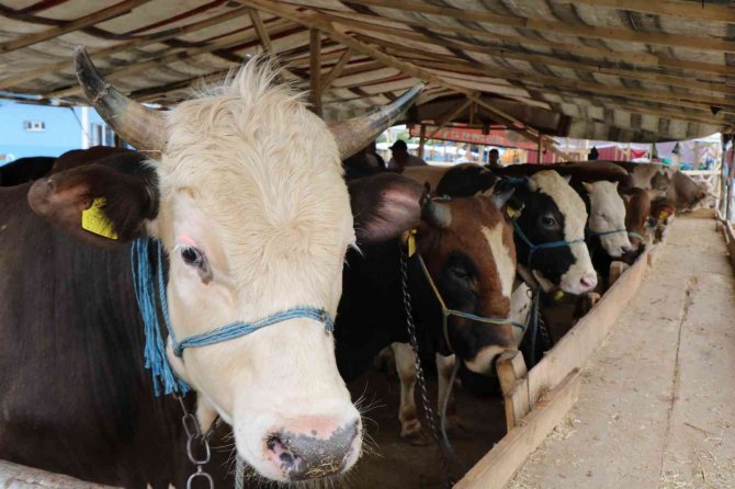 Kurban pazarının gözdesi 1,3 tonluk tosun