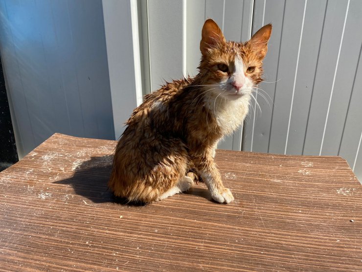 Sinop'ta sağanak; 2 köy boşaltıldı