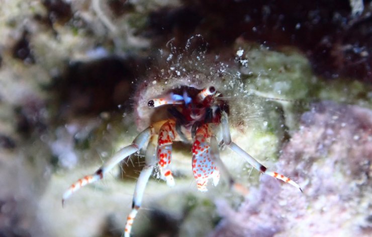 Su altındaki mikro canlıları fotoğrafladı