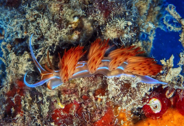 Su altındaki mikro canlıları fotoğrafladı