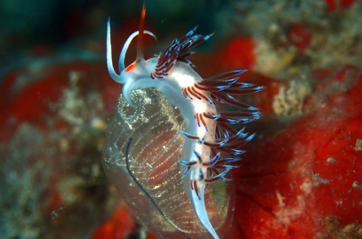 Su altındaki mikro canlıları fotoğrafladı