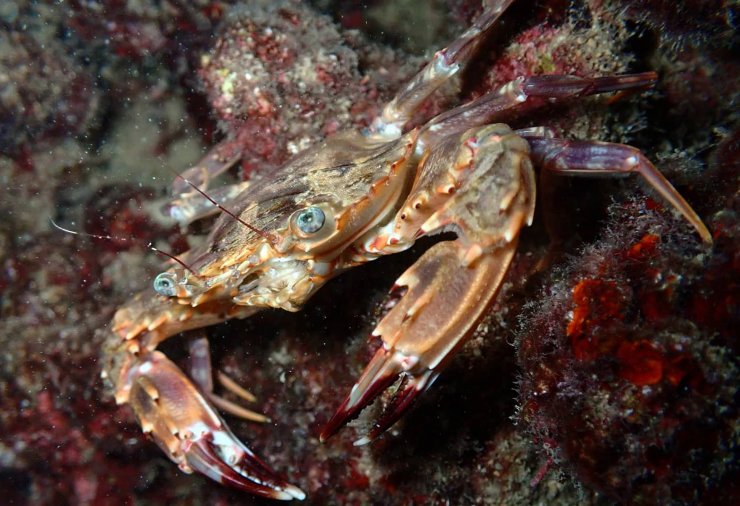 Su altındaki mikro canlıları fotoğrafladı