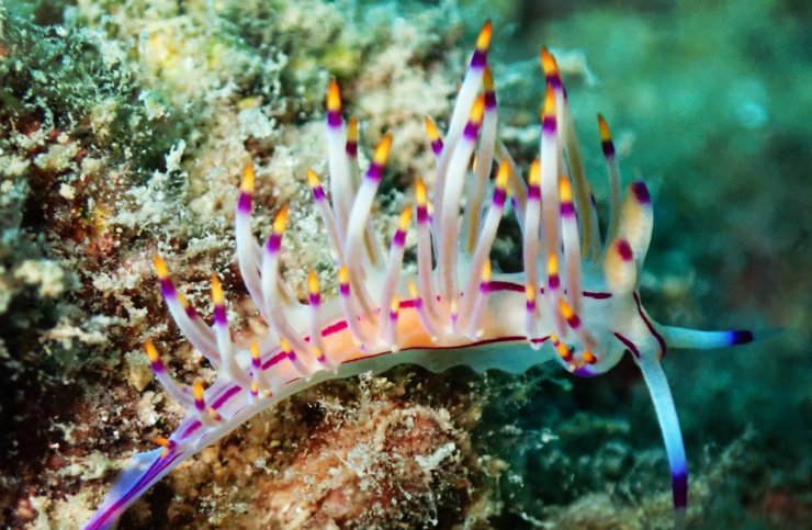 Su altındaki mikro canlıları fotoğrafladı