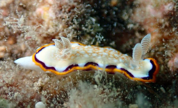 Su altındaki mikro canlıları fotoğrafladı