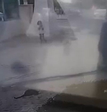 Aracını üzerine sürdüğü iki kediden birini telef etti