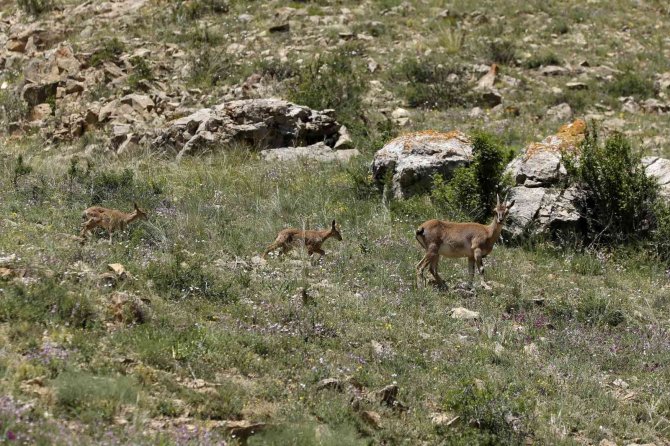 Dağ keçilerinin tehlikeli oyunları kameralara yansıdı
