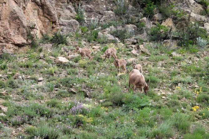 Dağ keçilerinin tehlikeli oyunları kameralara yansıdı