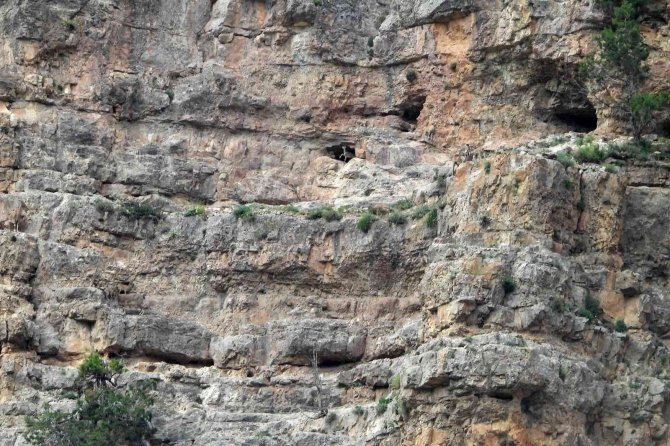Dağ keçilerinin tehlikeli oyunları kameralara yansıdı
