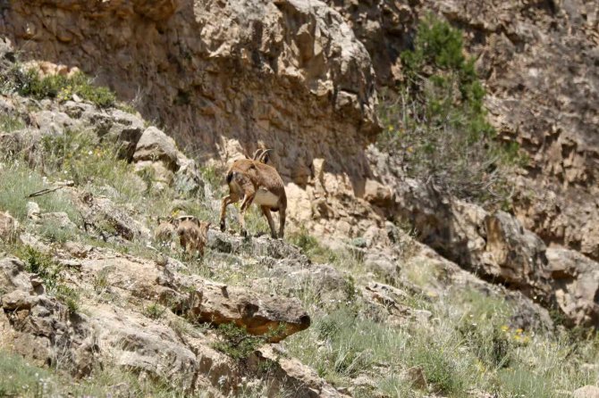 Dağ keçilerinin tehlikeli oyunları kameralara yansıdı