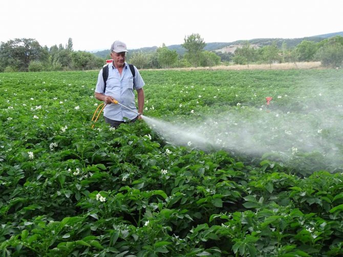 Kiraladığı patates tarlasından 90 ton ürün bekliyor