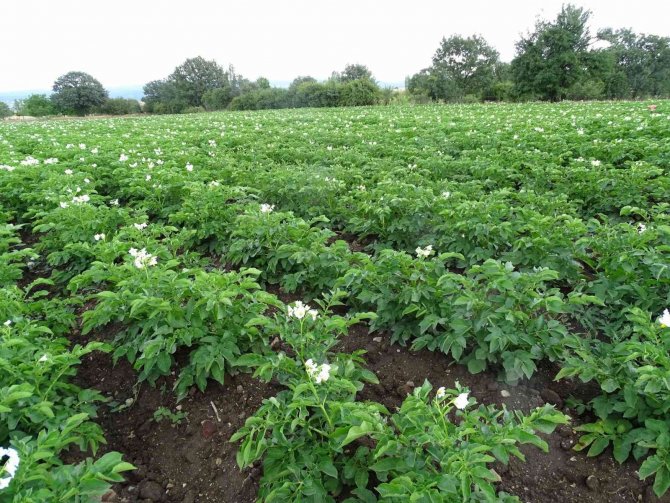 Kiraladığı patates tarlasından 90 ton ürün bekliyor