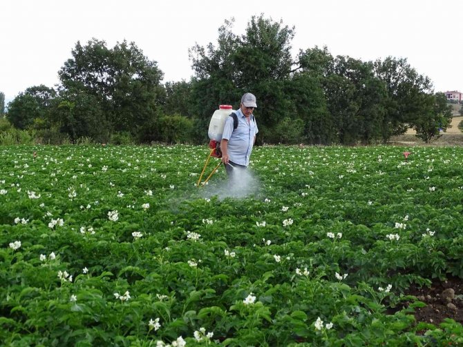 Kiraladığı patates tarlasından 90 ton ürün bekliyor