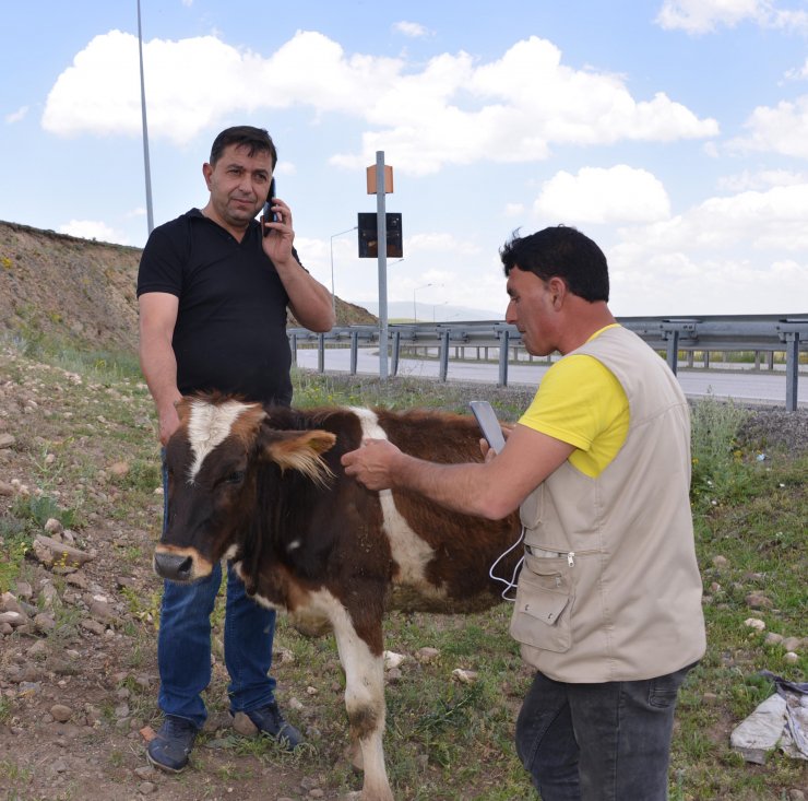 TIR'dan yola düşen düveye sahip çıktı