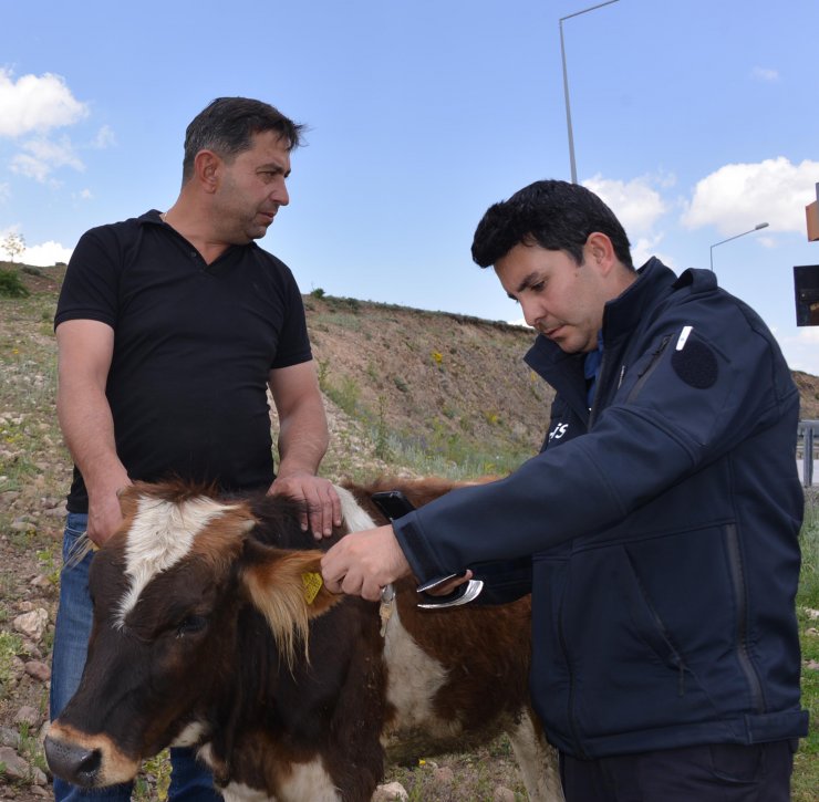 TIR'dan yola düşen düveye sahip çıktı