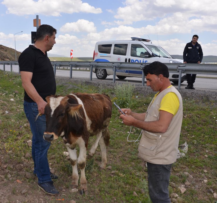 TIR'dan yola düşen düveye sahip çıktı