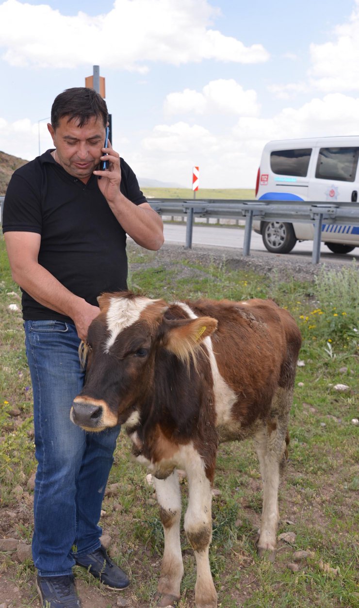 TIR'dan yola düşen düveye sahip çıktı