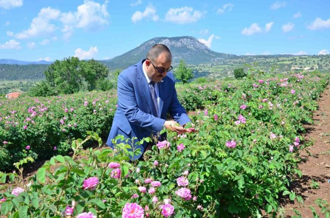 Yağlık gül hasadı başladı