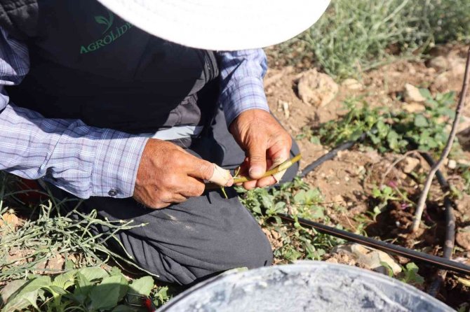 Boş araziler Antep Fıstığı bahçelerine dönüyor
