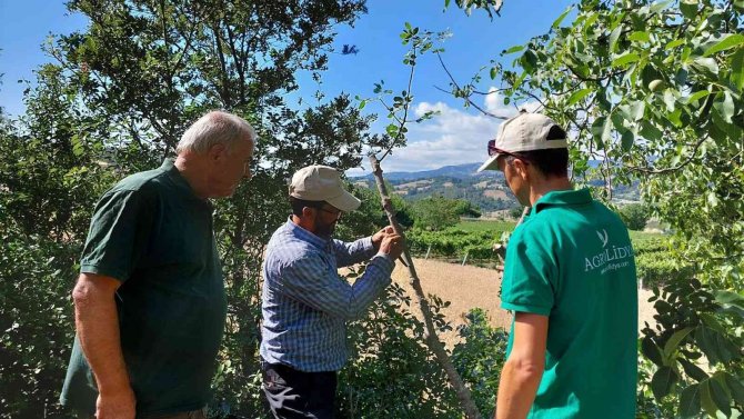 Boş araziler Antep Fıstığı bahçelerine dönüyor