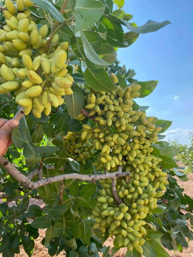 Boş araziler Antep Fıstığı bahçelerine dönüyor