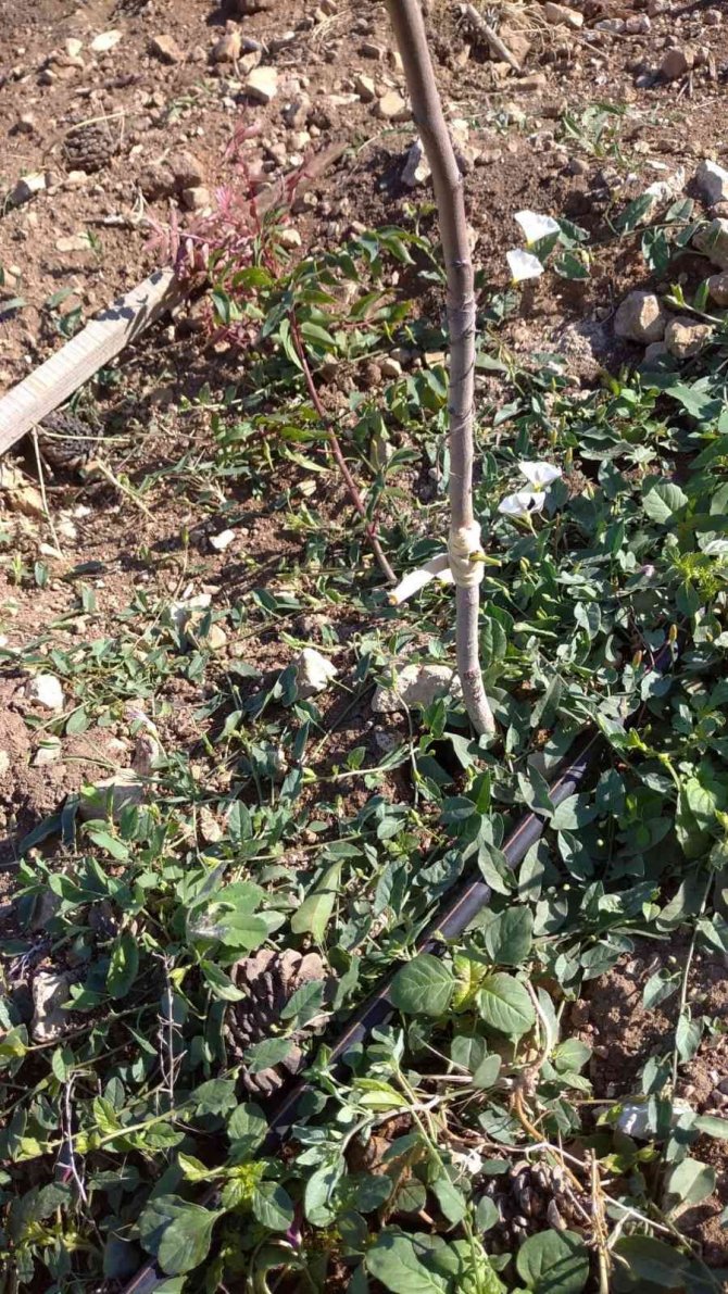 Boş araziler Antep Fıstığı bahçelerine dönüyor