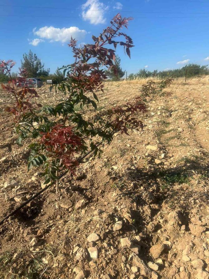 Boş araziler Antep Fıstığı bahçelerine dönüyor