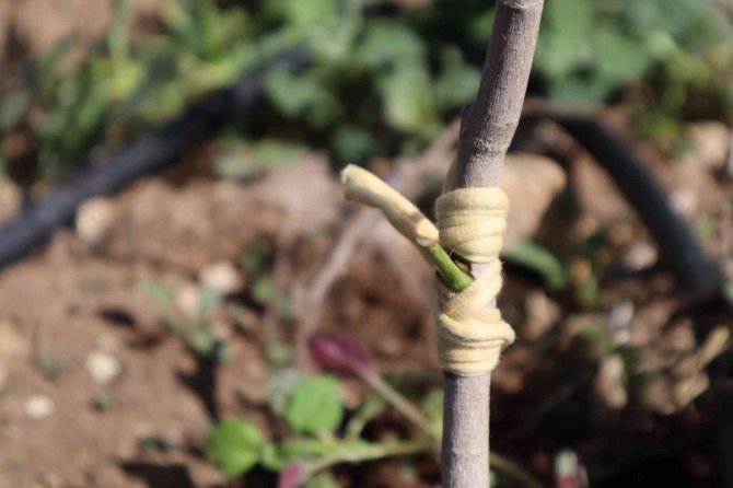 Boş araziler Antep Fıstığı bahçelerine dönüyor