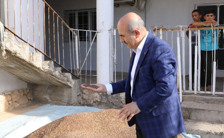 Çölyak hastaları için ekilen karabuğday hasatı