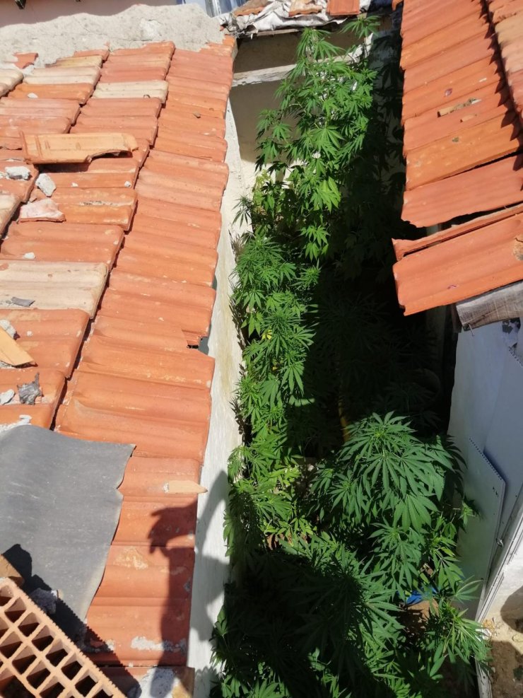 Evlerin bahçesini kenevir tarlasına çeviren 2 kişiye tutuklama