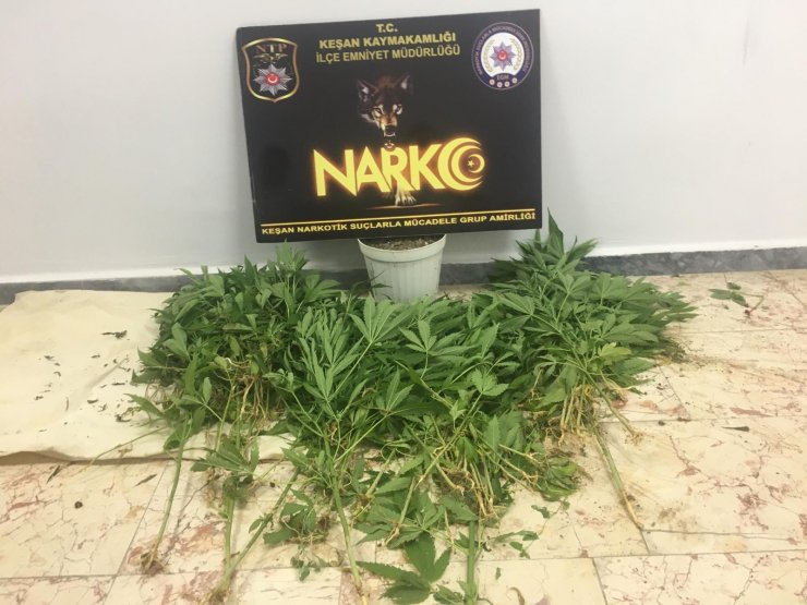 Evlerin bahçesini kenevir tarlasına çeviren 2 kişiye tutuklama