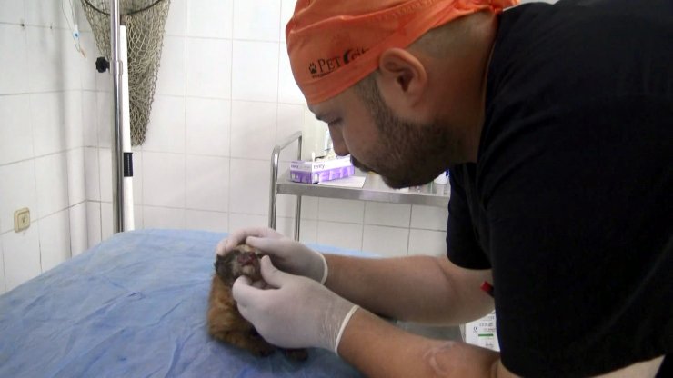 Güvenlikçinin dikkati yavru kediyi kurtardı