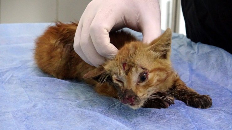 Güvenlikçinin dikkati yavru kediyi kurtardı