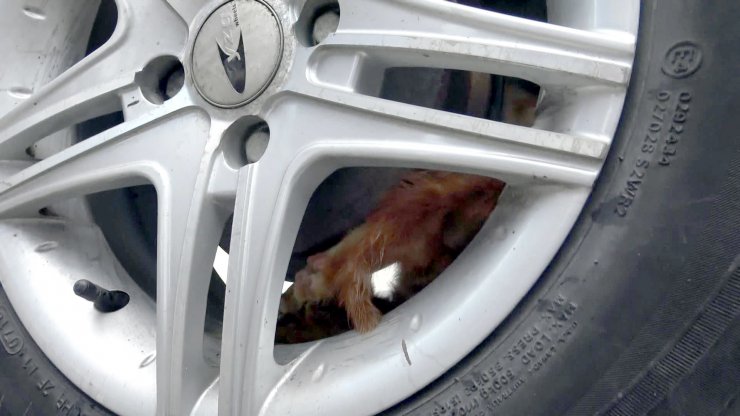 Güvenlikçinin dikkati yavru kediyi kurtardı