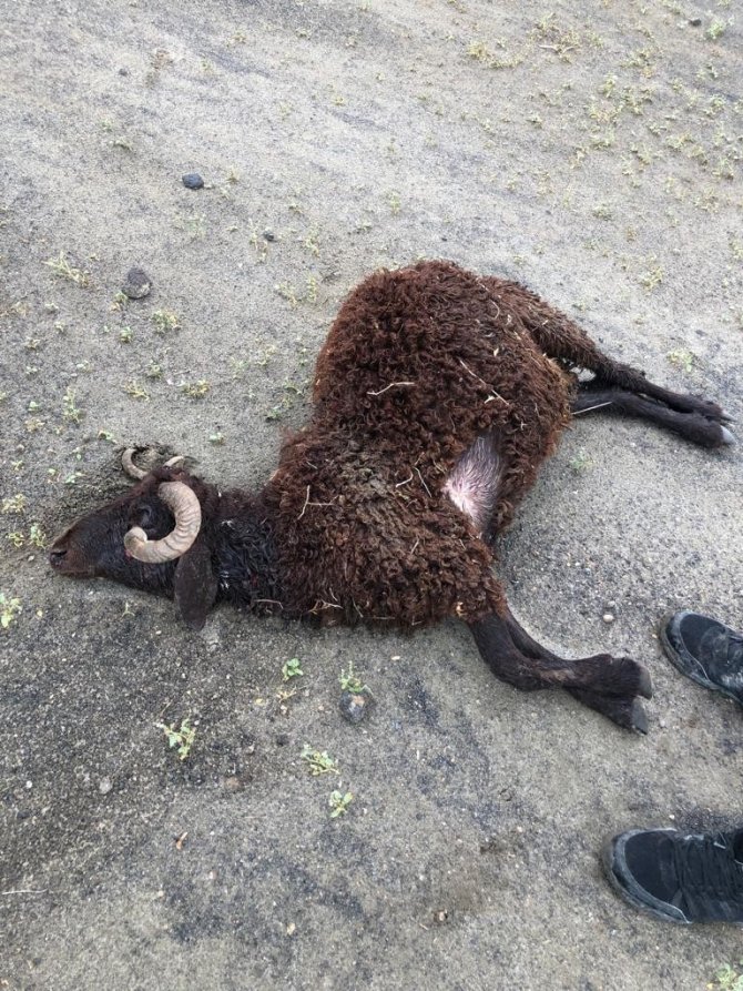 Iğdır’da kurtlar 17 koyunu telef etti