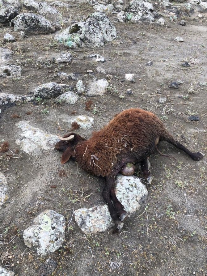Iğdır’da kurtlar 17 koyunu telef etti