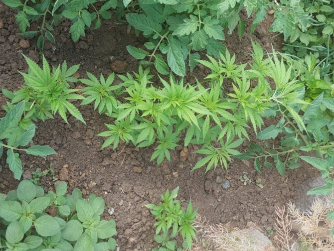 Jandarmadan kenevir operasyonu