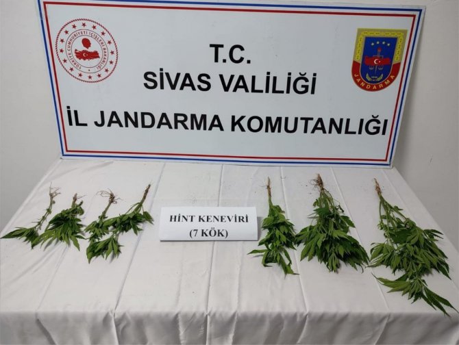 Jandarmadan kenevir operasyonu