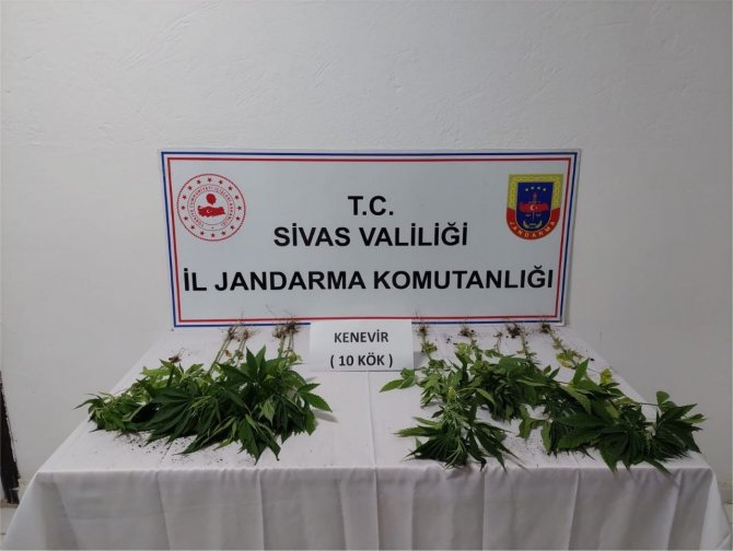 Jandarmadan kenevir operasyonu