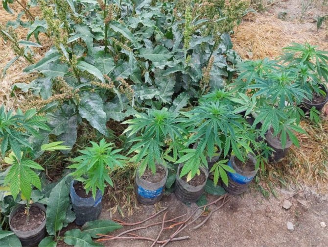 Jandarmadan kenevir operasyonu