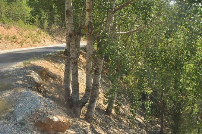 Kökleri ayrı gövdeleri bir