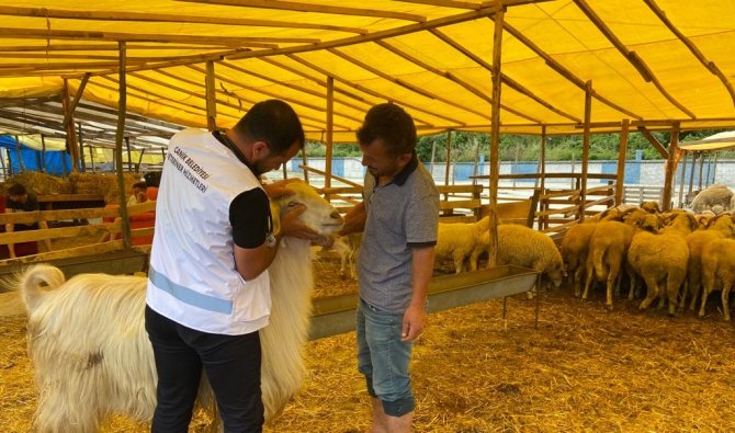 Küpesiz ve pasaportsuz hayvanlar pazara alınmıyor