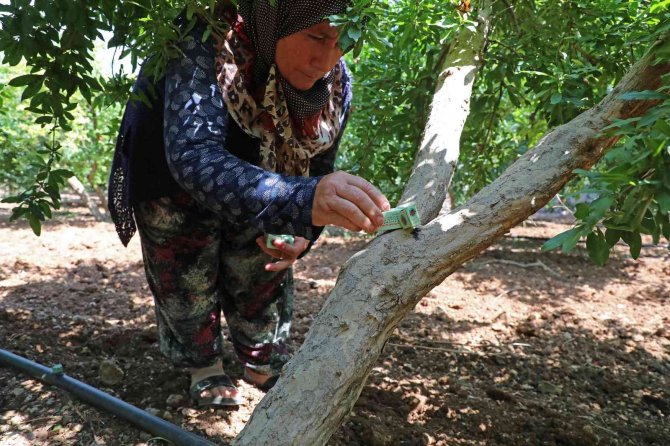 Narenciye ve nar ağaçlarını avcı böcek koruyacak