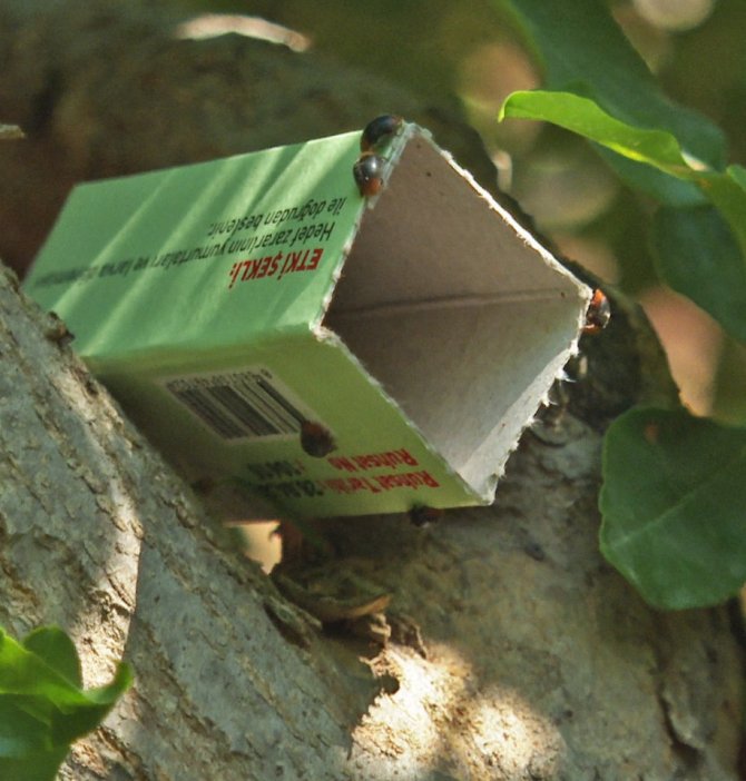 Narenciye ve nar ağaçlarını avcı böcek koruyacak