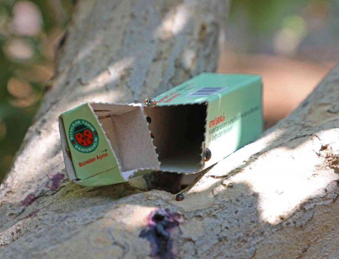 Narenciye ve nar ağaçlarını avcı böcek koruyacak