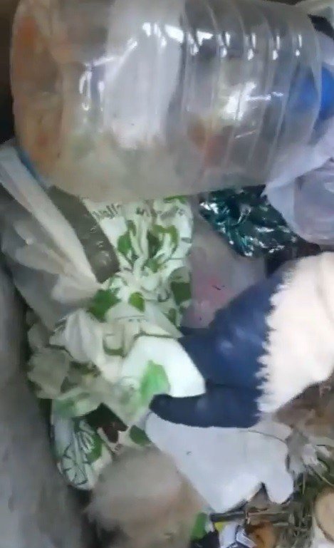 Yavru kedileri poşet içerisinde canlı canlı çöpe atmışlar