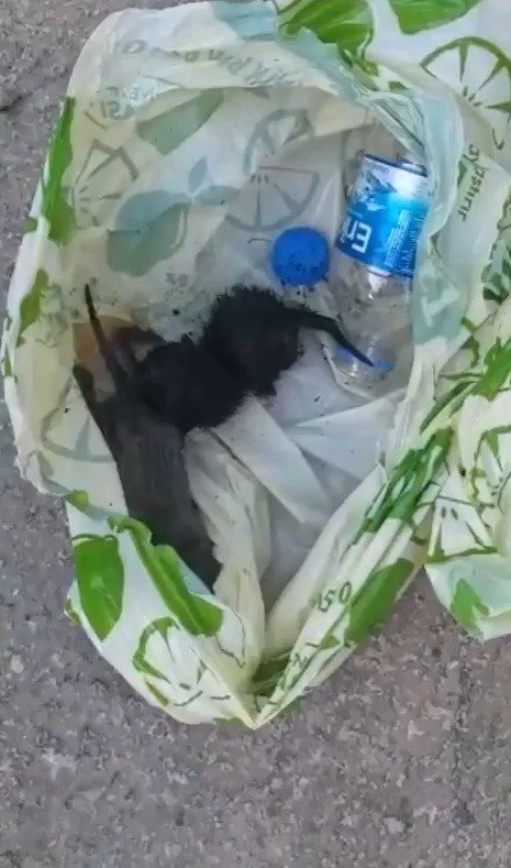 Yavru kedileri poşet içerisinde canlı canlı çöpe atmışlar