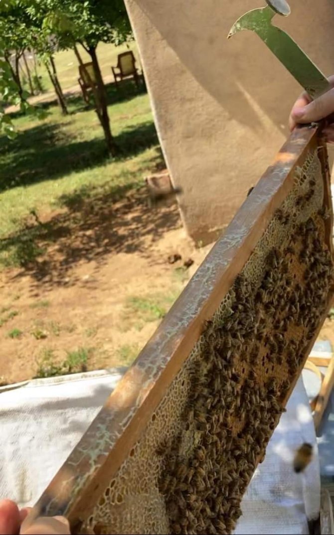 Arıcılara ekipman desteği