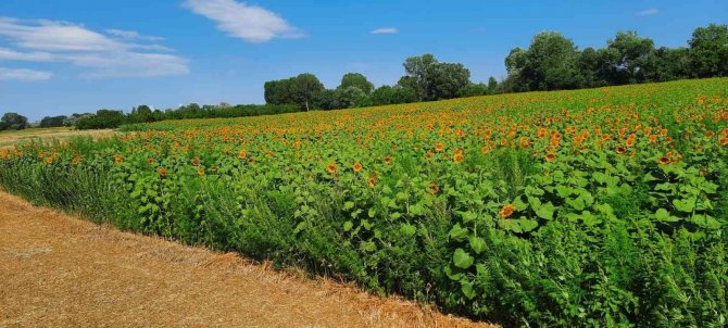 Ayçiçeği tarlasında 85 bin kök kenevir bitkisi ele geçirildi